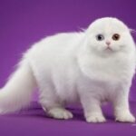 问鼎娱乐平台的注册流程与新手指南详解 7626f2n