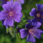 问鼎娱乐平台的游戏公平性与随机性保障 hf7l4q2wh