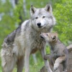 问鼎娱乐平台的移动端体验与应用下载指南 qlkrc160